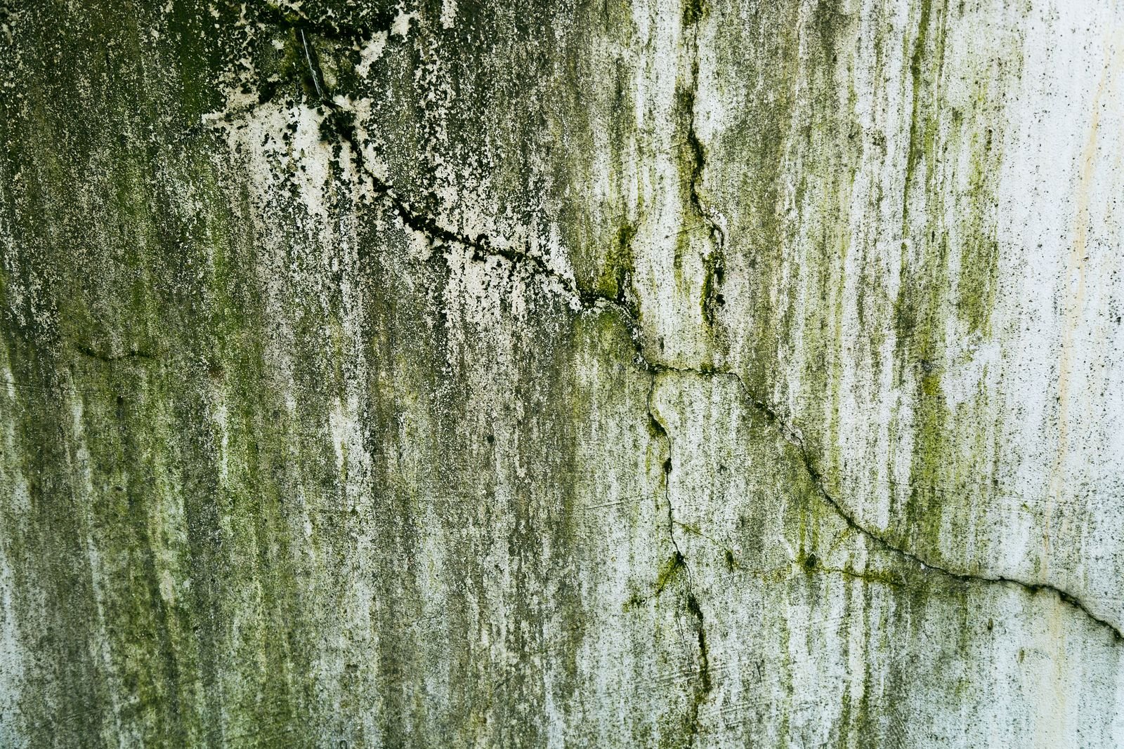 Mur extérieur couvert d’algues vertes, traversé par une fissure verticale